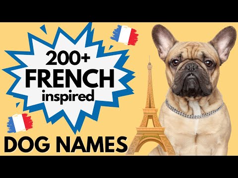 فيديو: 50 أسماء الكلب مستوحاة من الأزياء