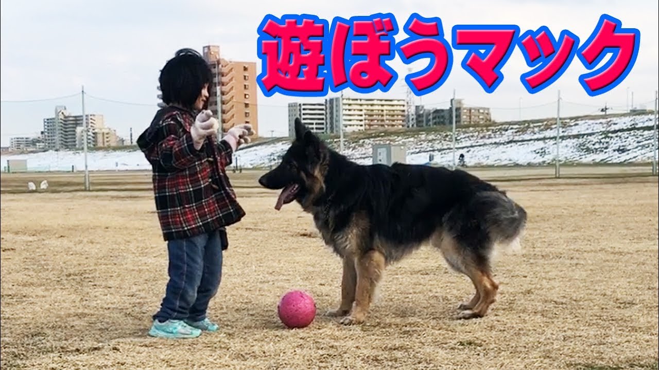 大型犬と遊ぼうジャーマンシェパード犬と小学一年の孫娘 Youtube