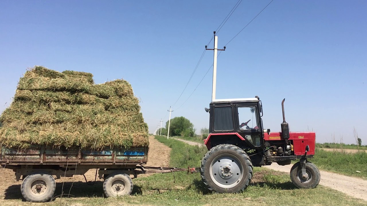 Погрузка сена. МТЗ 80 И рулоны сена. МТЗ 50 К С Тюком сена. Вывозка сена. Погрузка рулонов сена на КАМАЗ.