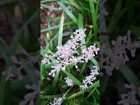 森林風呂and蘋果花 墨濡箏曲獨奏 Youtube 森林風呂and蘋果花 墨濡箏曲獨奏 Youtube