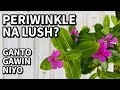 PAANO GAWING LUSH ANG PERIWINKLE (Vinca) | Garden Plants for Beginners