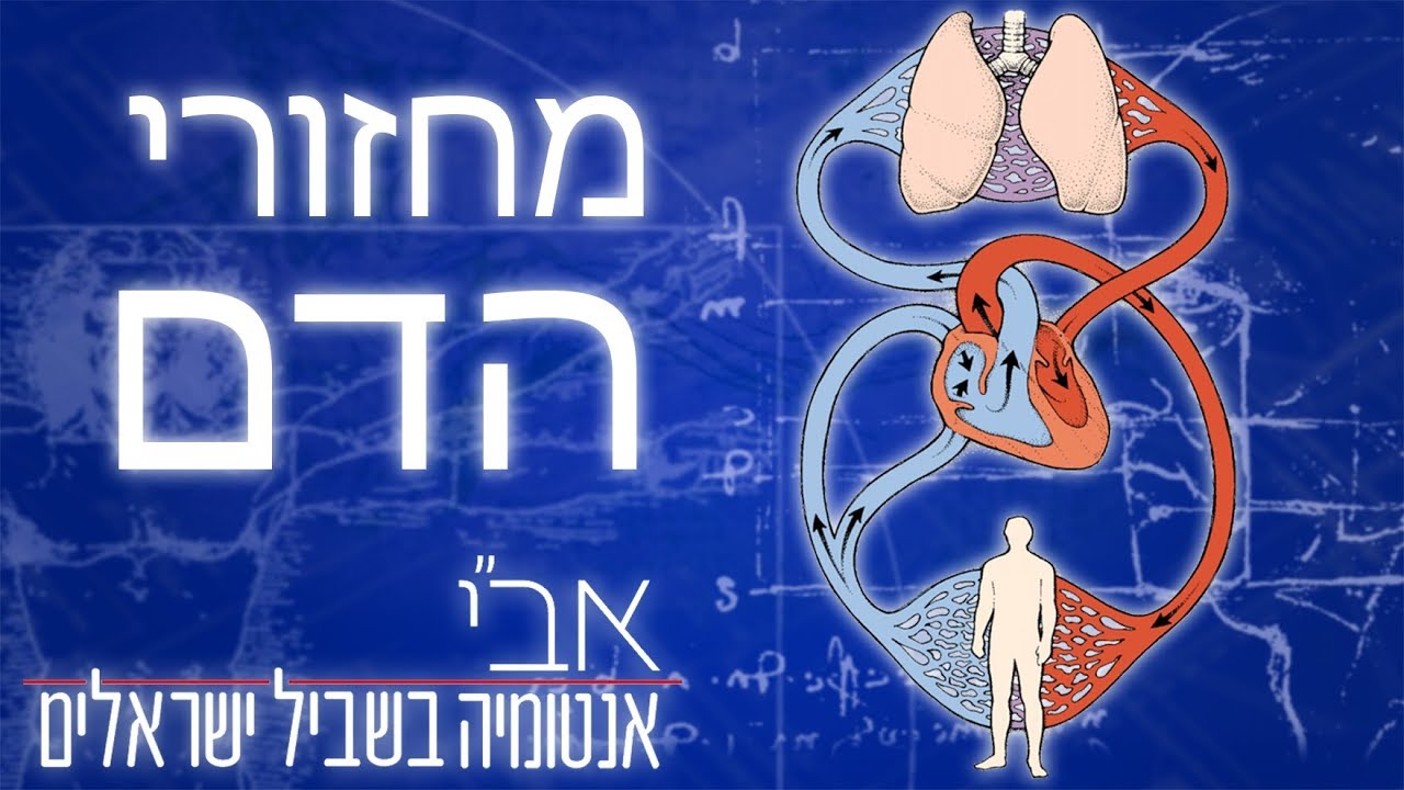 מחזור הגדול והמחזור הקטן של מערכת הדם