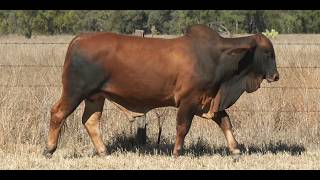 Lot 119 Tarramba FG Inception 5383 (PP)