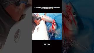 FISHERMAN USA | 🦈 This Giant Shark Kept Stealing Their Tuna… So They Hunted It 😨