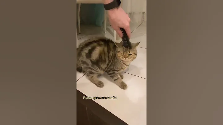 Video 7275521: cutecat catlover catplaying golden, cats catlover cutecat funny, cat playing cutecat, funny cats dogs, enjoy funny cats