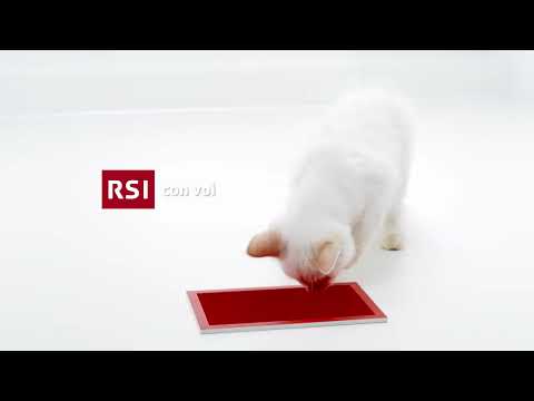 RSI IDENT | CAT