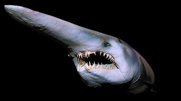 真っ暗な深海に棲む不気味なサメ10選