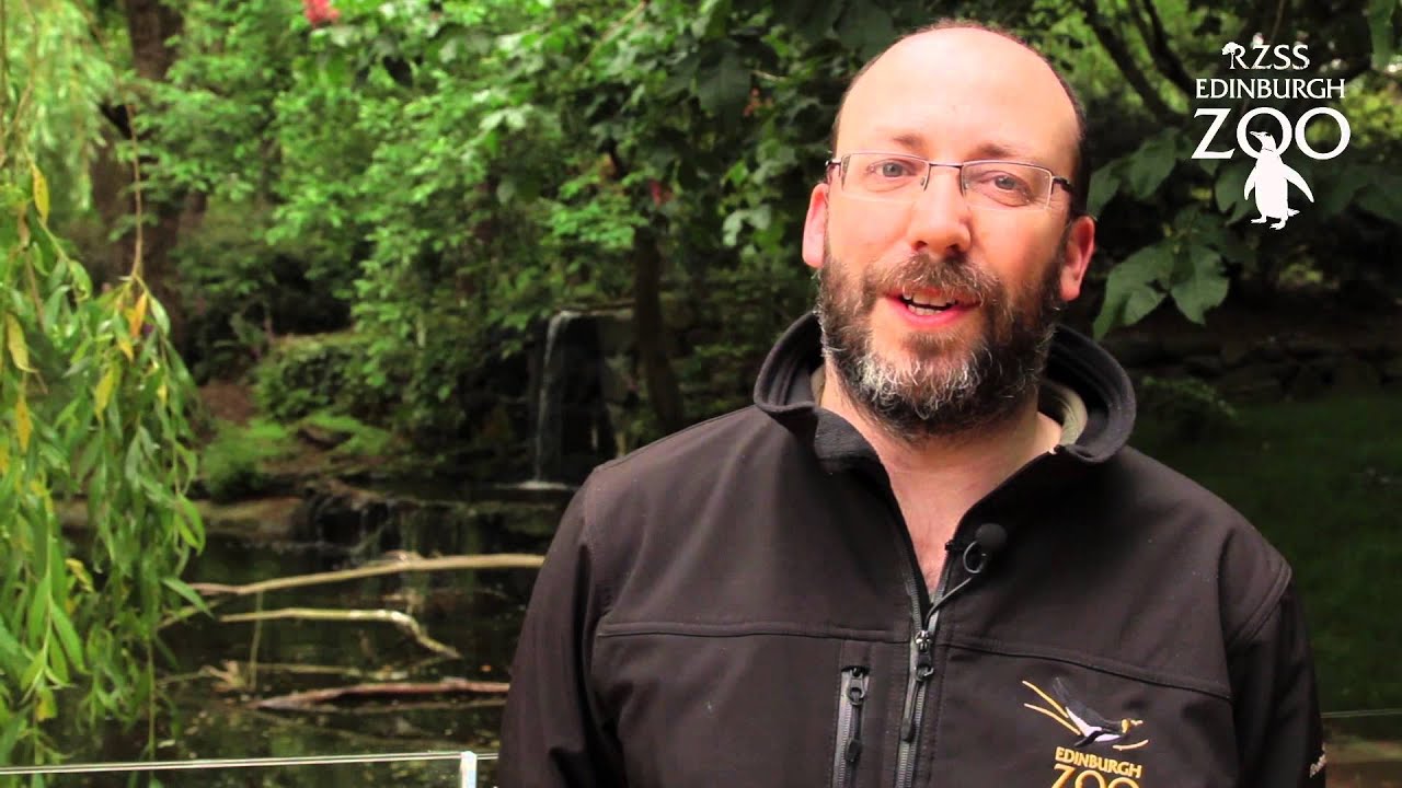 Eastern White Pelican Walkthrough at RZSS Edinburgh Zoo