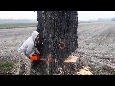 Incredible Fastest Skill Huge Tree Felling With Chainsaw, Dangerous Stihl Chainsaw Cutting Tree Down