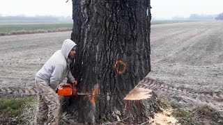 incredible fastest skill huge tree felling with chainsaw, dangerous stihl chainsaw cutting tree down