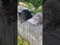 こーちゃん(左♂)と、あーちゃん(右♀)