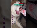 Ranking Rudest Dog Moments 💀😳