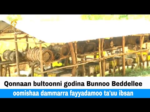 Qonnaan Bultoonni Godina Bunnoo Beddellee Oomishaa Dammarra Fayyadamoo Ta Uu Ibsan