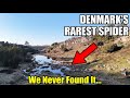 Denmarks RAREST Spider Lives On This Island | Bornholm 