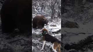 the dogs tracked and met up with a bear!! #hunting #bears #hunter #dogs #hunt #outdoors #kevingates