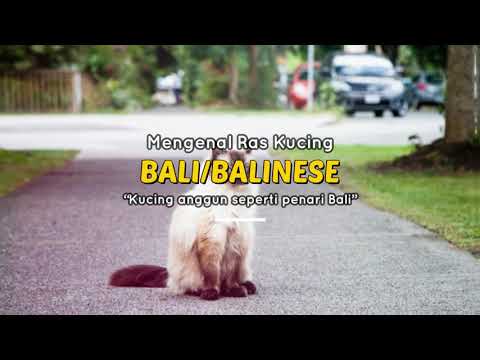Video: Ras Kucing: Bali