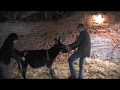 Donkeys behaving  not so good and their farrier