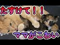 物置に置き去りにされた子猫家族を保護しました（Part8)