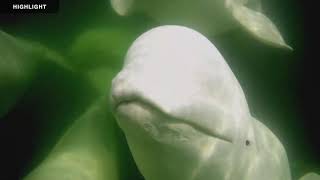 Beluga Boat Cam - Underwater Cam powered by EXPLORE.org by Explore Oceans 23,154 views 2 years ago 40 minutes