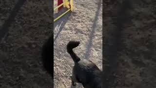Video of Circus Circus RV Park, NV from Cobalt B.