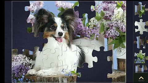 Magic Jigsaw Puzzles: Cute Papillon Dog Gameplay