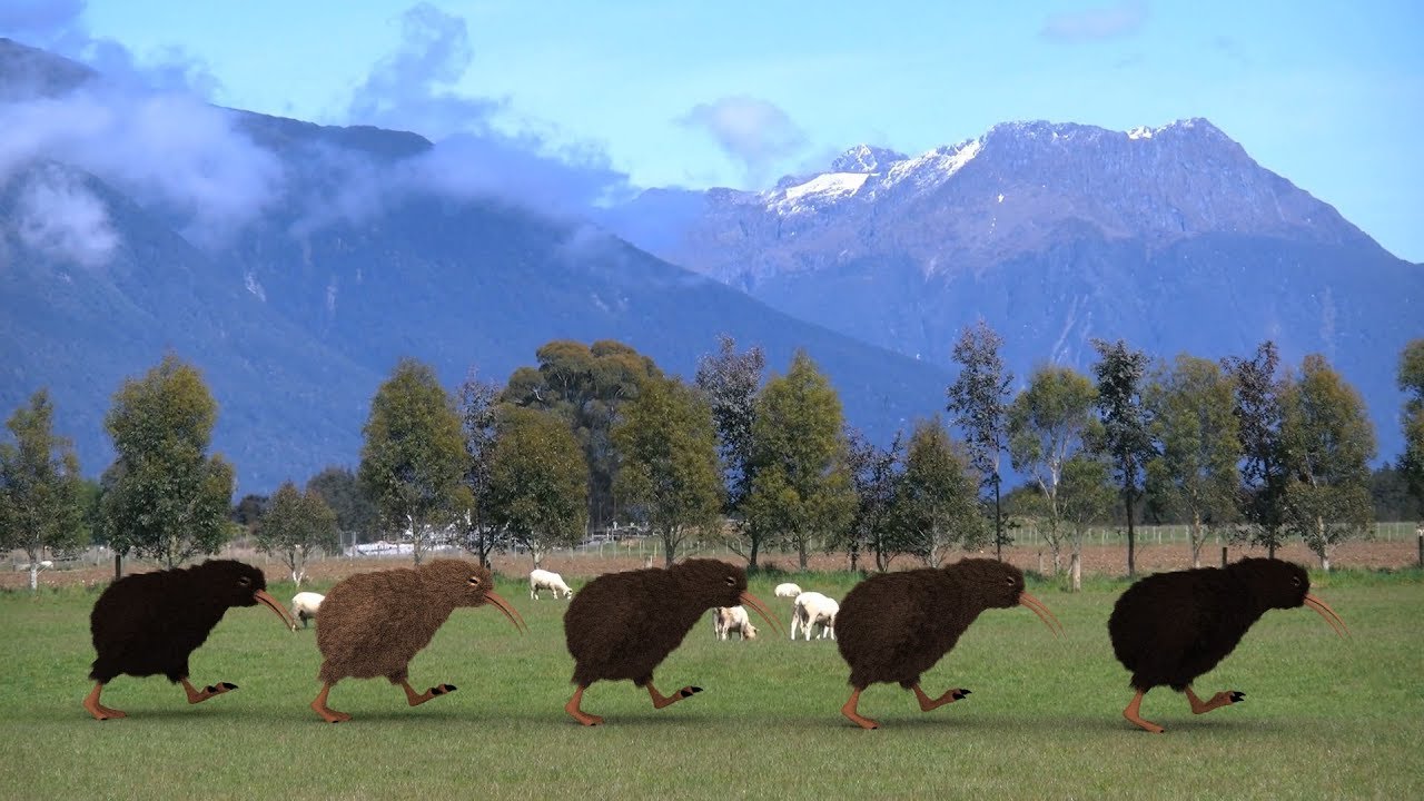 THE KIWI GO MARCHING ONE BY ONE