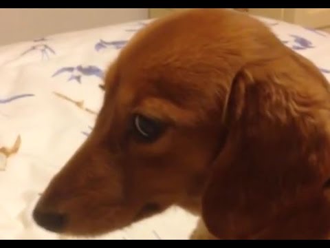 Chiens Guilty Droles Qui Sont Compilation Desole 16 Seulement Nouveau Hd Videos Youtube