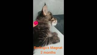 male Berlingos Magnat, n23, 2 months, 