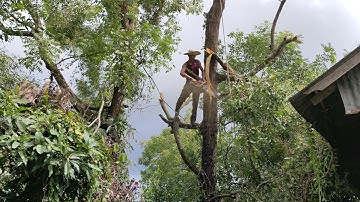 Cưa cây tràm bông vàng nghiên vào nhà .Cưa cây kỹ thuật cao