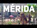 Qué hacer en Mérida Yucatán en un día y Hacienda mexicana