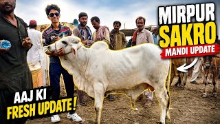 Mirpur Sakro Cow Mandi Latest Rate Update 2026 | Sastay Janwar & Bachiya Rates Today