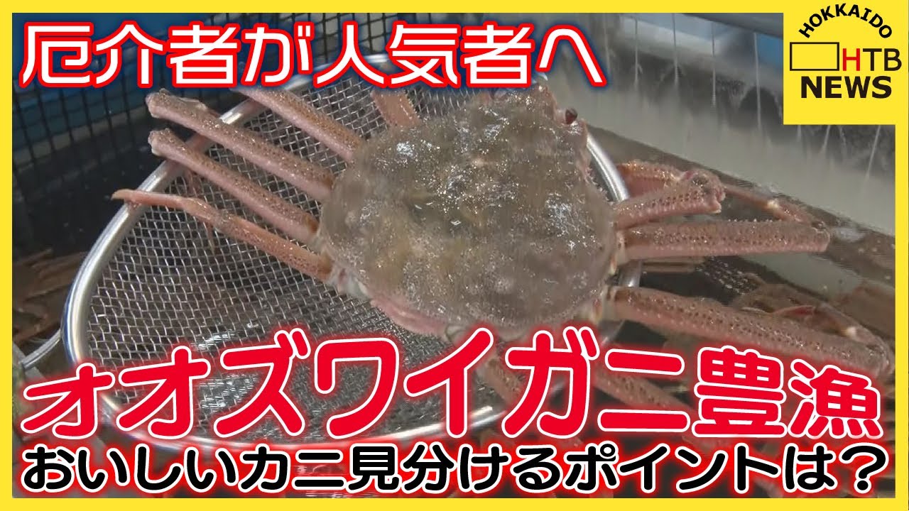 ズワイガニ 豊漁