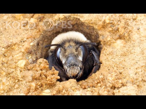 Video: Digger Bee Informasjon: Hva er disse biene i bakken