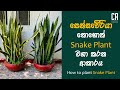 සෙන්සවේරියා නොහොත් Snake Plant වගා කරන ආකාරය | How to plant Snake Plant ( Sansevieria Plant)