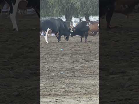 لواهيب ونار العويد 