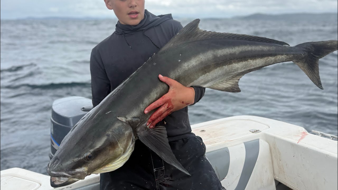 MONSTER COBIA AND JEWFISH OFF SYDNEY COAST JIGGING