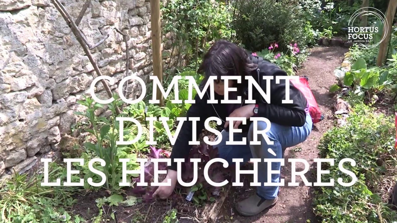 Comment Diviser Les Heuchères Hortus Focus I Mag