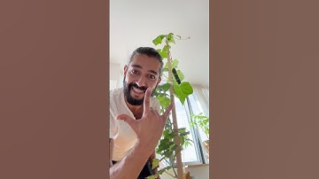 How to grow cucumbers in a pot | creative explained