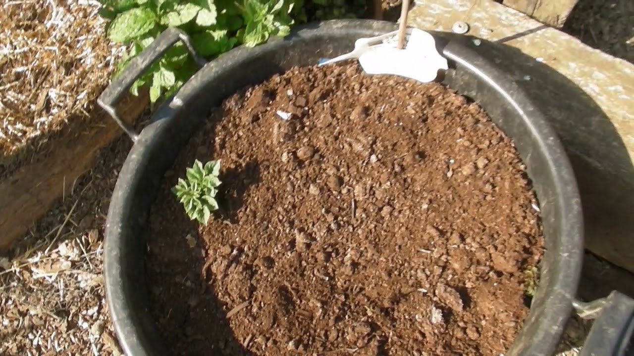 Early April Update - Part 536 - Claire's Allotment