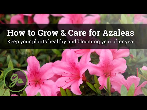 Video: Azalea indica: kućna njega