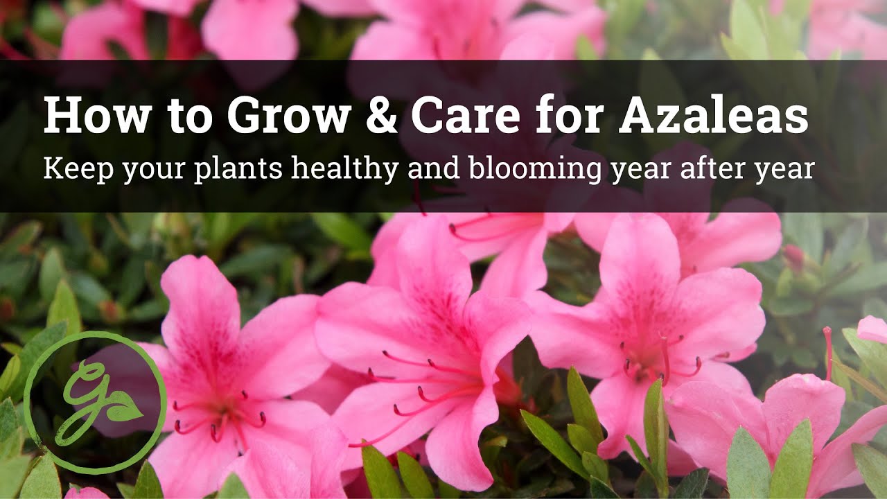 How to Grow & Care for Azaleas - Your Plants Healthy & Year After - YouTube