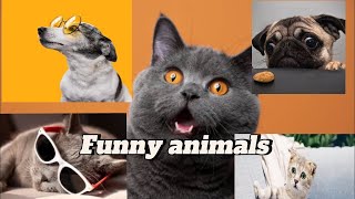 Fur-tastic Follies: A Comedy Spectacle with Our Beloved Pets by Pets Rescue 750 views 2 weeks ago 5 minutes, 43 seconds