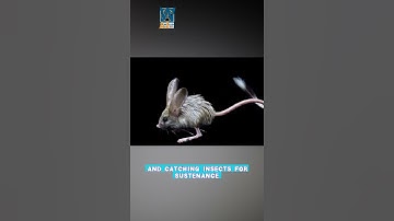 🐭🌟 Cutest Long-Eared Jerboa! The Most Exotic Animals