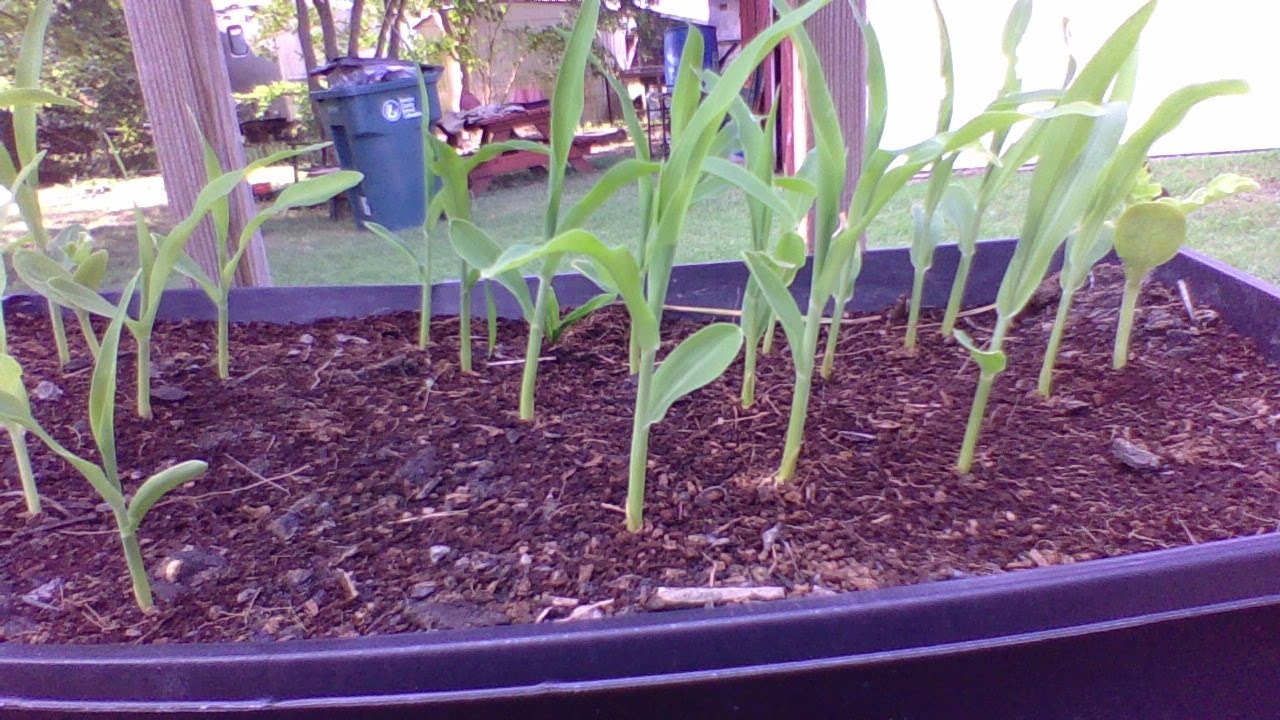 HOW TO GROW CORN IN JULY FROM SEED UPDATE What To Plant In July