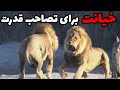 داستان شیر افسانه ای سکوتی فرزند سکه کاما و خیانت برادرش 