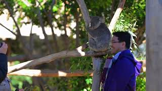 Blue Mountains - Timeless Nature on a Grand Scale