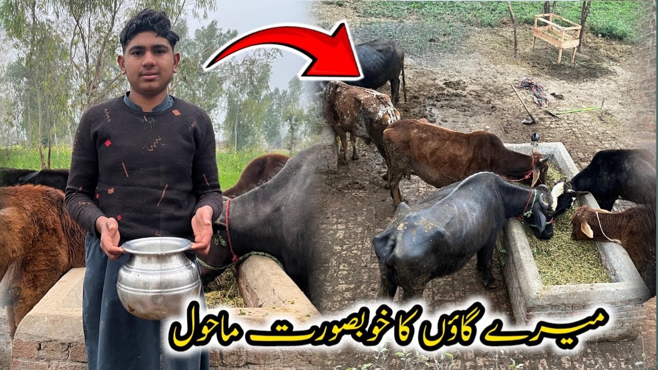 My village ki routine 🌅 morning routine village life 2026 vlog