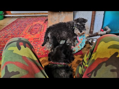 Видео: #WhenYouAdoptAPet Blowing Up on Twitter & We Freaking Любите это