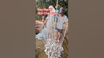 Cực Nóng - Bay Người Mới Chài Được Đàn Cá Này #shorts