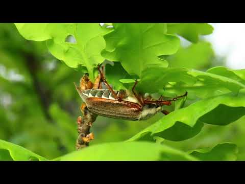 Майский жук как суперфуд для кур.